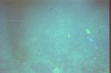 Taylor Scuba Diving 09